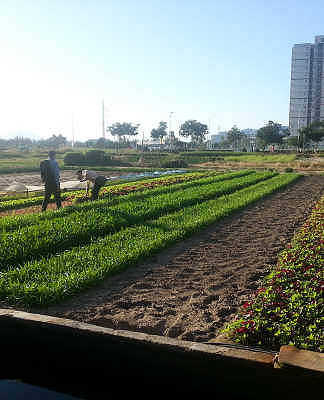 Aguas residuales para riego, fertilizantes y generar energía