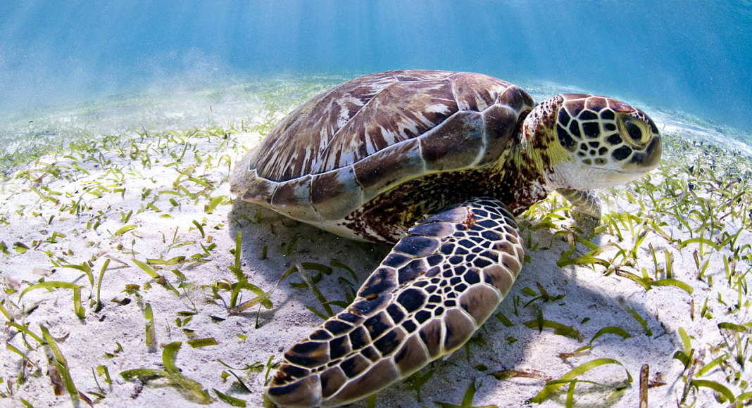 The Belize reef is home to three kinds of marine turtles, endangered green turtles, like this one, as well as critically endangered hawksbills and vulnerable loggerheads : Photo © Antonio Busiello / WWF-US