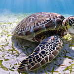 The Belize reef is home to three kinds of marine turtles, endangered green turtles, like this one, as well as critically endangered hawksbills and vulnerable loggerheads : Photo © Antonio Busiello / WWF-US