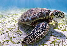 The Belize reef is home to three kinds of marine turtles, endangered green turtles, like this one, as well as critically endangered hawksbills and vulnerable loggerheads : Photo © Antonio Busiello / WWF-US