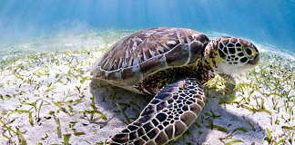 The Belize reef is home to three kinds of marine turtles, endangered green turtles, like this one, as well as critically endangered hawksbills and vulnerable loggerheads : Photo © Antonio Busiello / WWF-US