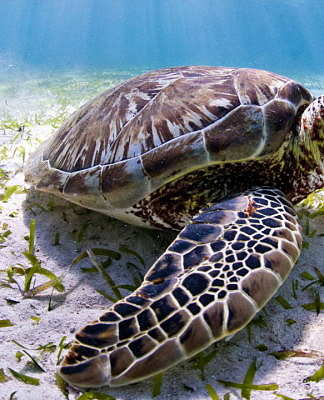 The Belize reef is home to three kinds of marine turtles, endangered green turtles, like this one, as well as critically endangered hawksbills and vulnerable loggerheads : Photo © Antonio Busiello / WWF-US