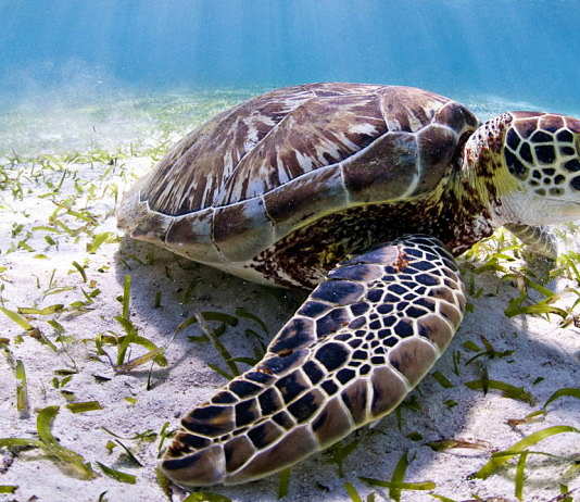 The Belize reef is home to three kinds of marine turtles, endangered green turtles, like this one, as well as critically endangered hawksbills and vulnerable loggerheads : Photo © Antonio Busiello / WWF-US