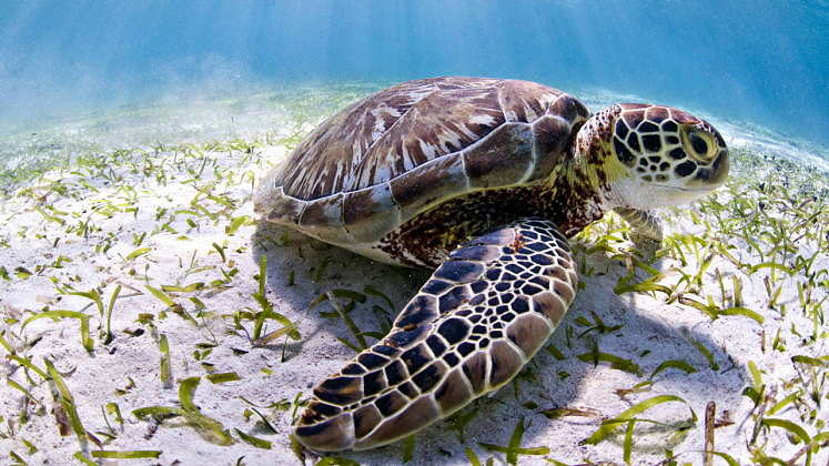 The Belize reef is home to three kinds of marine turtles, endangered green turtles, like this one, as well as critically endangered hawksbills and vulnerable loggerheads : Photo © Antonio Busiello / WWF-US