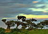 The “pajareras” (bird nesting place) are one of the most characteristic sights of Doñana National Park. Colonies of herons, storks and spoonbills build their nests and breed on old trees around the marshes, mostly cork oaks : Photo © Diego López / WWF-Spain