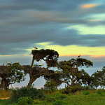 The “pajareras” (bird nesting place) are one of the most characteristic sights of Doñana National Park. Colonies of herons, storks and spoonbills build their nests and breed on old trees around the marshes, mostly cork oaks : Photo © Diego López / WWF-Spain