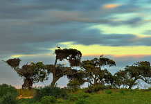 The “pajareras” (bird nesting place) are one of the most characteristic sights of Doñana National Park. Colonies of herons, storks and spoonbills build their nests and breed on old trees around the marshes, mostly cork oaks : Photo © Diego López / WWF-Spain