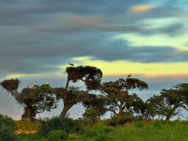 The “pajareras” (bird nesting place) are one of the most characteristic sights of Doñana National Park. Colonies of herons, storks and spoonbills build their nests and breed on old trees around the marshes, mostly cork oaks : Photo © Diego López / WWF-Spain