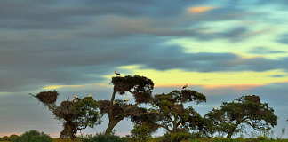 The “pajareras” (bird nesting place) are one of the most characteristic sights of Doñana National Park. Colonies of herons, storks and spoonbills build their nests and breed on old trees around the marshes, mostly cork oaks : Photo © Diego López / WWF-Spain