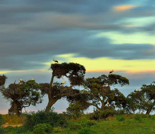 WWF: ‘Es el momento de hacer realidad el Acuerdo de París sobre clima’ The “pajareras” (bird nesting place) are one of the most characteristic sights of Doñana National Park. Colonies of herons, storks and spoonbills build their nests and breed on old trees around the marshes, mostly cork oaks : Photo © Diego López / WWF-Spain