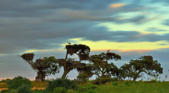 The “pajareras” (bird nesting place) are one of the most characteristic sights of Doñana National Park. Colonies of herons, storks and spoonbills build their nests and breed on old trees around the marshes, mostly cork oaks : Photo © Diego López / WWF-Spain
