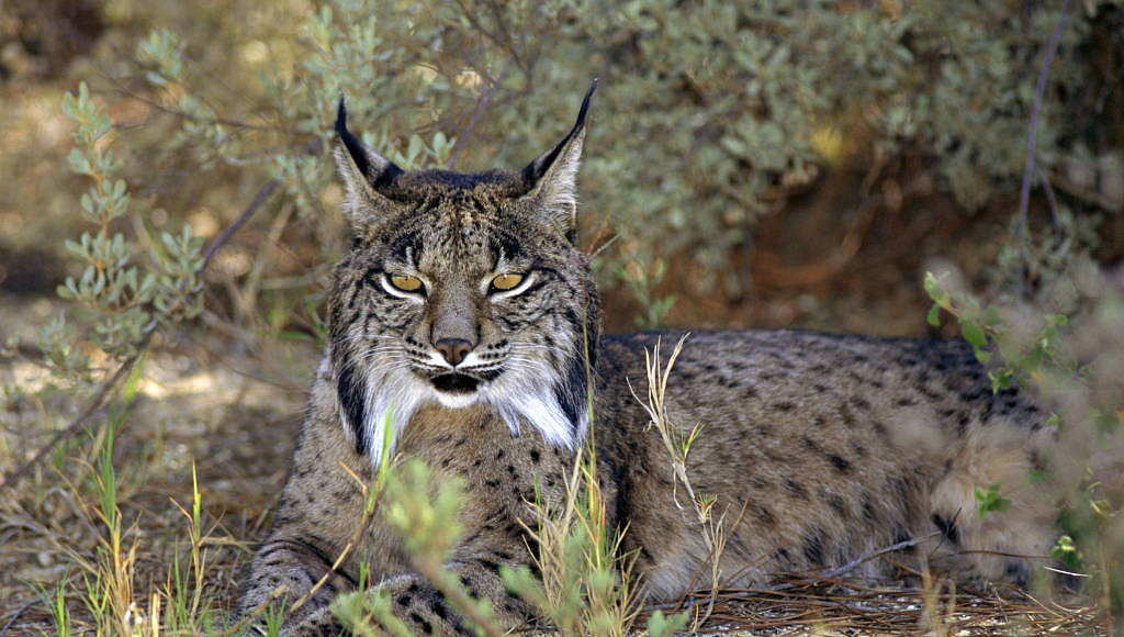 Iberian lynx (Lynx pardina) are endangered and found only in two places in Spain, including Doñana National Park : Photo © naturepl.com / Jose B. Ruiz / WWF