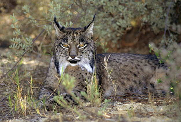 Iberian lynx (Lynx pardina) are endangered and found only in two places in Spain, including Doñana National Park : Photo © naturepl.com / Jose B. Ruiz / WWF