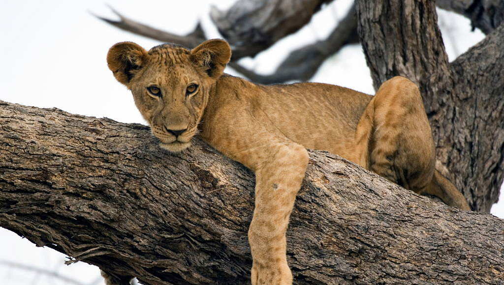 Lion (Panthera leo) climbing a tree in Selous Game Reserve, Tanzania : Photo © The Africa Image Library / Alamy Stock Photo / WWF