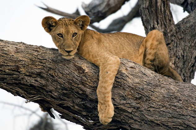 Lion (Panthera leo) climbing a tree in Selous Game Reserve, Tanzania : Photo © The Africa Image Library / Alamy Stock Photo / WWF