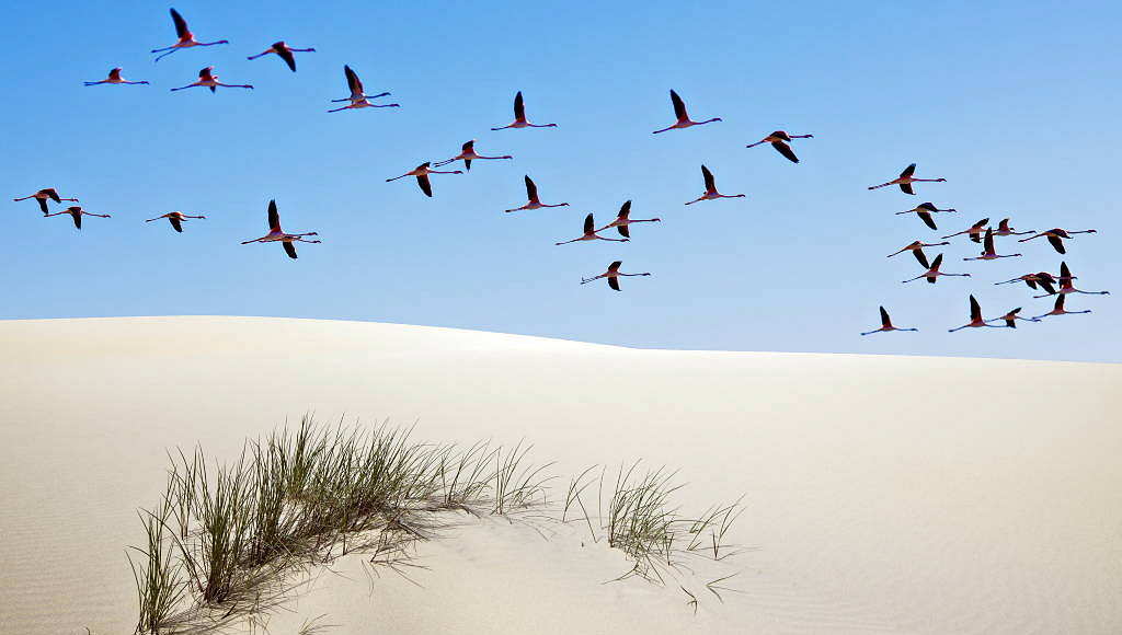 Greater flamingos (Phoenicopterus ruber) in flight over sand dune, Doñana National Park, Andalusia, Spain : Photo © Diego López / WWF-Spain