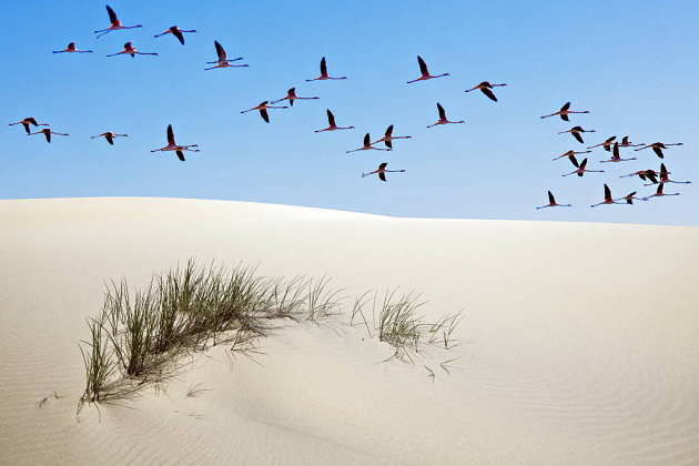Greater flamingos (Phoenicopterus ruber) in flight over sand dune, Doñana National Park, Andalusia, Spain : Photo © Diego López / WWF-Spain