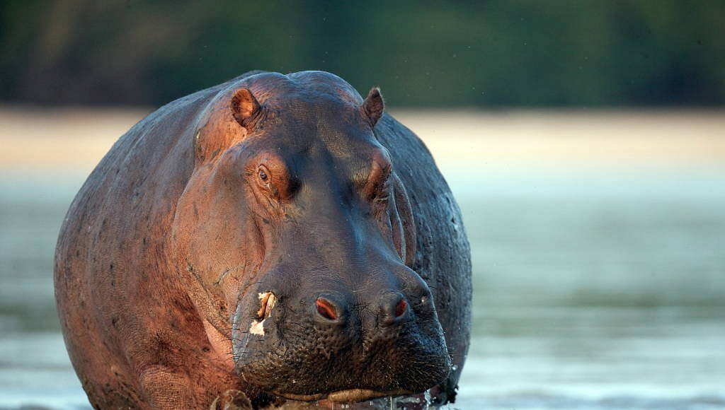 Hippo (Hippopotamus amphibius) bathing in water at the Selous Game Reserve, Tanzania : Photo © Michael Poliza / WWF