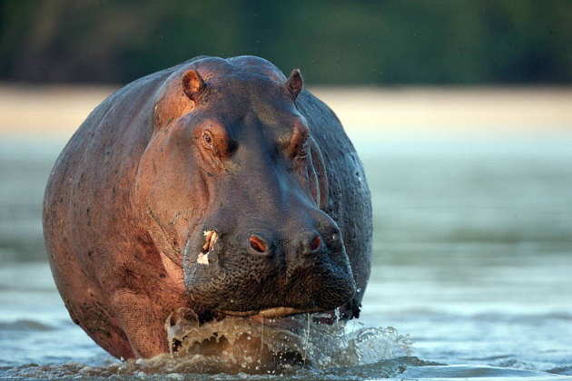 Hippo (Hippopotamus amphibius) bathing in water at the Selous Game Reserve, Tanzania : Photo © Michael Poliza / WWF