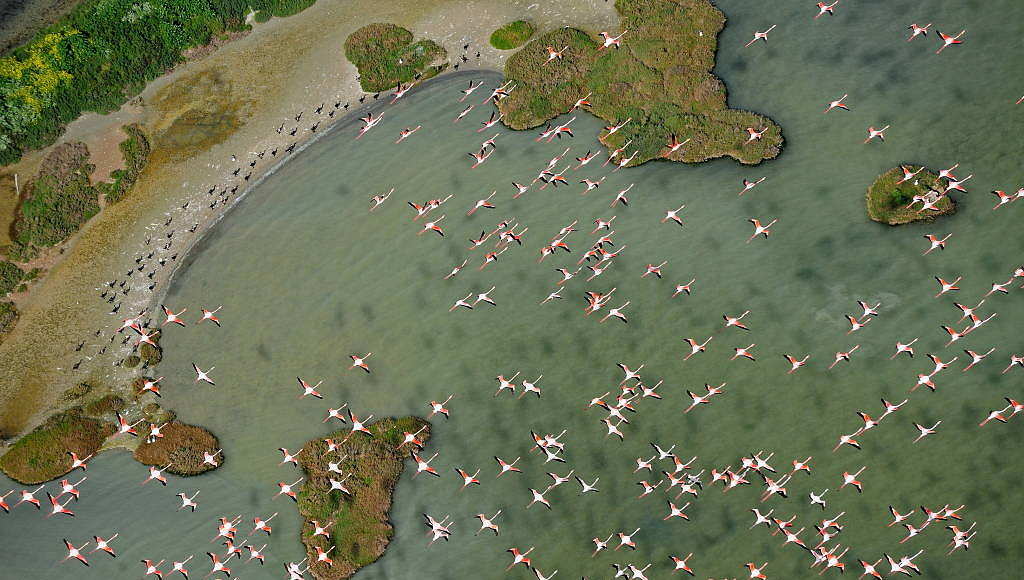 Greater flamingos (Phoenicopterus ruber) in flight over Doñana National Park marshes, Andalusia, Spain : Photo © Diego López / WWF-Spain