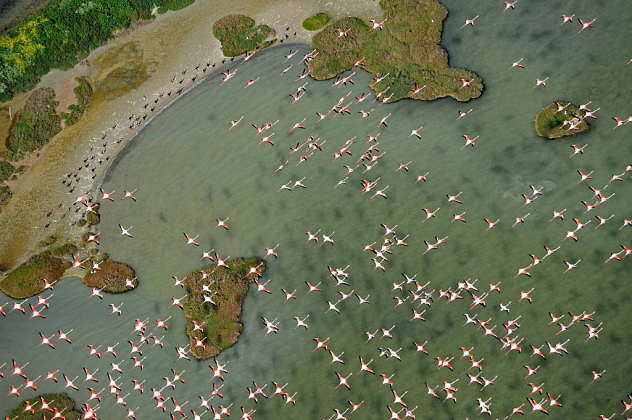 Greater flamingos (Phoenicopterus ruber) in flight over Doñana National Park marshes, Andalusia, Spain : Photo © Diego López / WWF-Spain