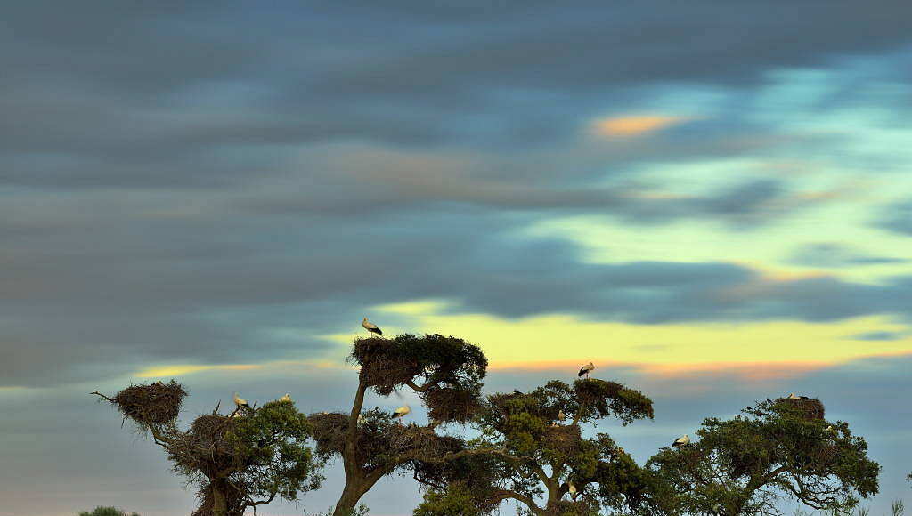 The “pajareras” (bird nesting place) are one of the most characteristic sights of Doñana National Park. Colonies of herons, storks and spoonbills build their nests and breed on old trees around the marshes, mostly cork oaks : Photo © Diego López / WWF-Spain