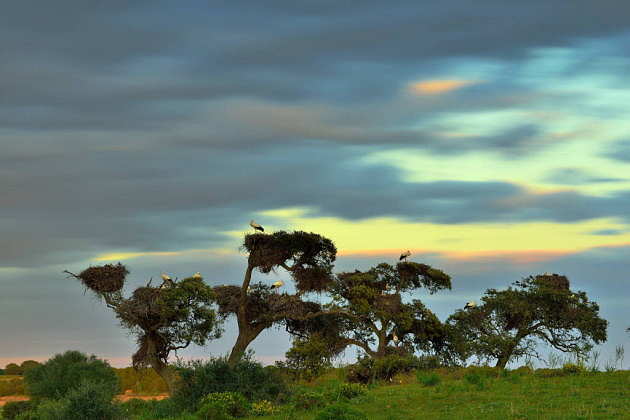 The “pajareras” (bird nesting place) are one of the most characteristic sights of Doñana National Park. Colonies of herons, storks and spoonbills build their nests and breed on old trees around the marshes, mostly cork oaks : Photo © Diego López / WWF-Spain