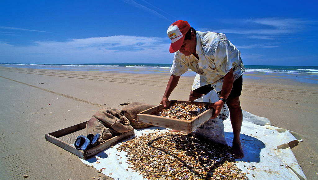 A man using the traditional method of selecting wedge clams (Donax trunculus.) in Doñana National Park, Andalusia, Spain : Photo © Jorge Sierra / WWF-Spain