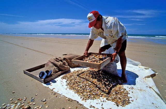 A man using the traditional method of selecting wedge clams (Donax trunculus.) in Doñana National Park, Andalusia, Spain : Photo © Jorge Sierra / WWF-Spain
