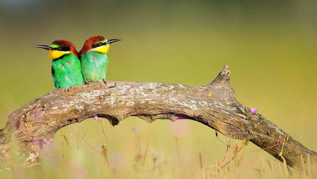 European bee-eater (Merops apiaster) in Doñana National Park. Andalusia, Spain : Photo © Diego López / WWF-Spain