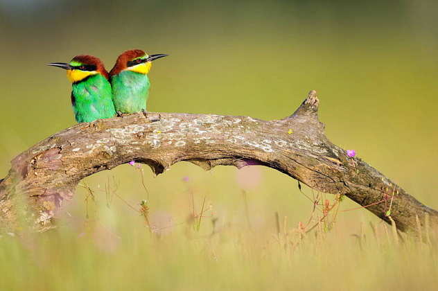 European bee-eater (Merops apiaster) in Doñana National Park. Andalusia, Spain : Photo © Diego López / WWF-Spain