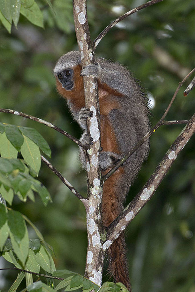 Callicebus miltoni : Photo © Adriano Gambarini / WWF