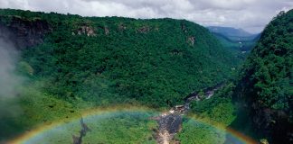 Kaieteur Falls Rainforest, Guyana © Staffan Widstrand / WWF