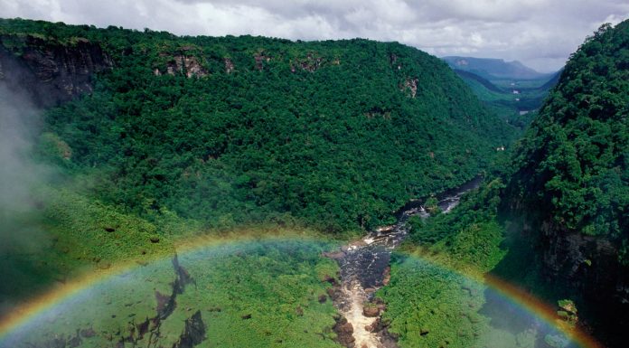 Cooperación regional es crítica para el futuro de la Amazonia Kaieteur Falls Rainforest, Guyana © Staffan Widstrand / WWF