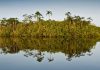 Amazon River, Cuyabeno, Ecuador © Alejandro Polling / WWF-Colombia