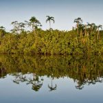 Amazon River, Cuyabeno, Ecuador © Alejandro Polling / WWF-Colombia