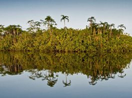 Amazon River, Cuyabeno, Ecuador © Alejandro Polling / WWF-Colombia