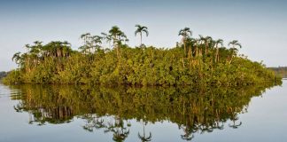 Amazon River, Cuyabeno, Ecuador © Alejandro Polling / WWF-Colombia