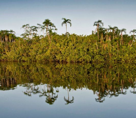 Amazon River, Cuyabeno, Ecuador © Alejandro Polling / WWF-Colombia