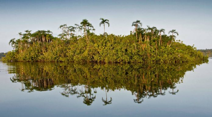 Amazon River, Cuyabeno, Ecuador © Alejandro Polling / WWF-Colombia