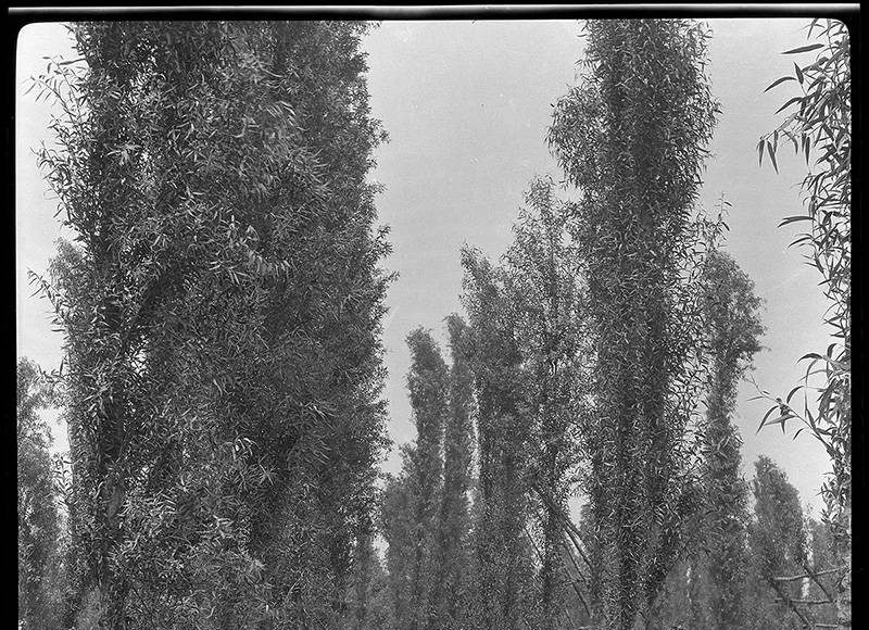 Niños en Xochimilco. 1920 : Fotografía © INAH.SINAFO.FN