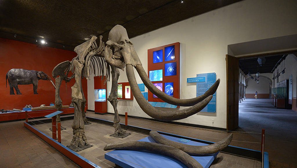 El Museo mantendrá abiertas siete de sus catorce salas, entre ellas, la del Mamut : Foto © Héctor Montaño INAH