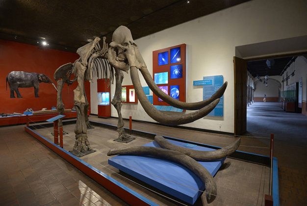 El Museo mantendrá abiertas siete de sus catorce salas, entre ellas, la del Mamut : Foto © Héctor Montaño INAH