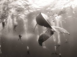 World Press Photo 16 Segundo Premio en la Categoría Naturaleza : Photo © Anuar Patjane de México
