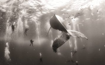 World Press Photo 16 Segundo Premio en la Categoría Naturaleza : Photo © Anuar Patjane de México