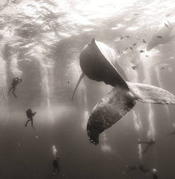 World Press Photo 16 Segundo Premio en la Categoría Naturaleza : Photo © Anuar Patjane de México