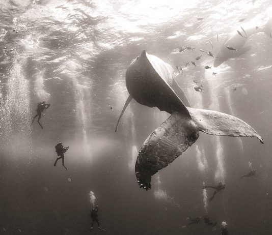 World Press Photo 16 Segundo Premio en la Categoría Naturaleza : Photo © Anuar Patjane de México