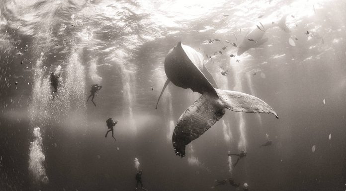 World Press Photo 16 Segundo Premio en la Categoría Naturaleza : Photo © Anuar Patjane de México