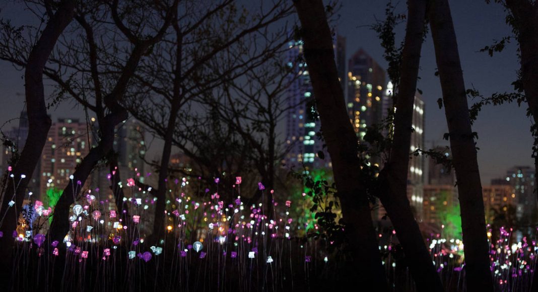 As dusk sets in, a landscape made of millions of tiny lights begins to twinkle in the northern half of the island. The spectacle transpires to be a sea of stalks swaying softly in the wind and slowly changing their colour : Photo credit © Sascha Jahnke