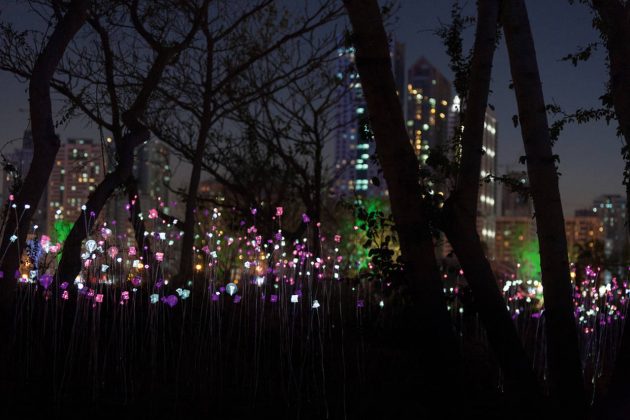 As dusk sets in, a landscape made of millions of tiny lights begins to twinkle in the northern half of the island. The spectacle transpires to be a sea of stalks swaying softly in the wind and slowly changing their colour : Photo credit © Sascha Jahnke